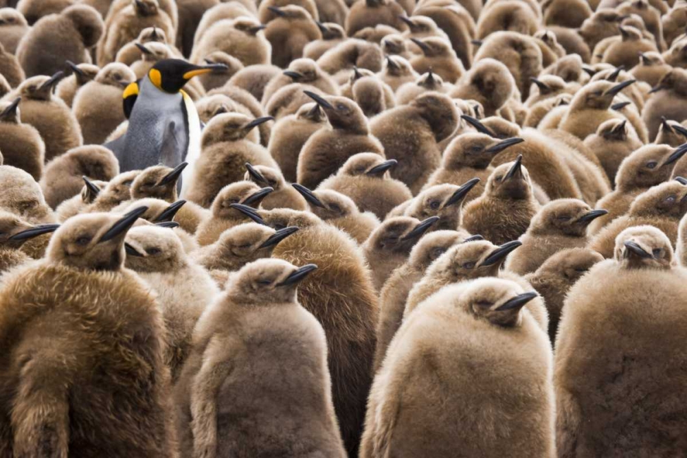 South Georgia Island Young king penguin chicks